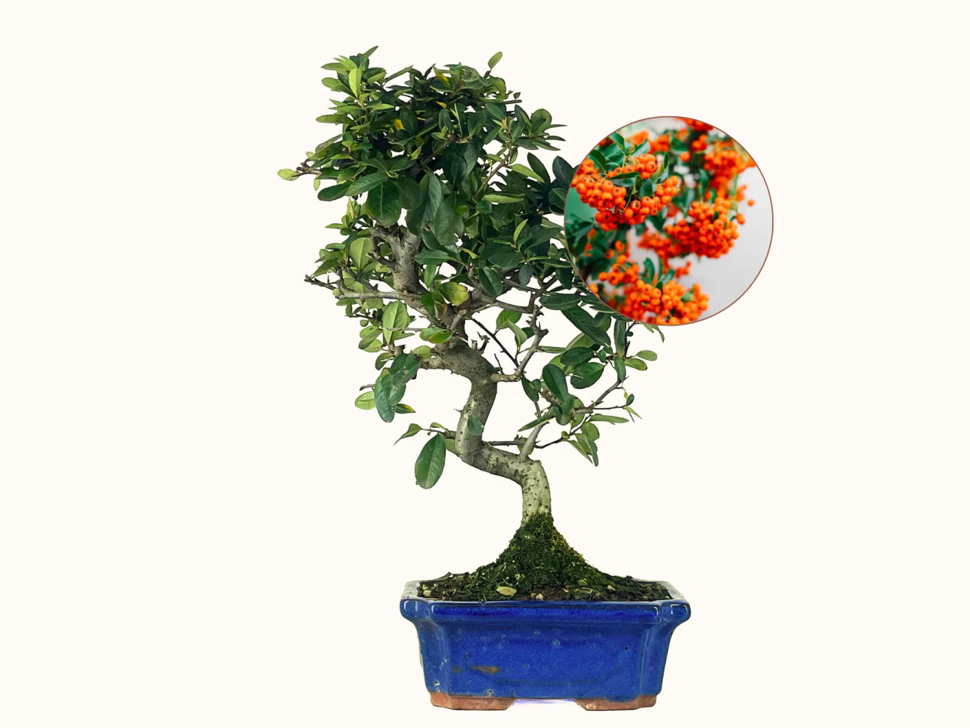 Bonsái Pyracantha – Espino De Fuego 9 Años