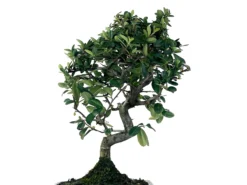 Bonsái Pyracantha – Espino De Fuego 9 Años