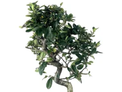 Bonsái Pyracantha – Espino De Fuego 9 Años