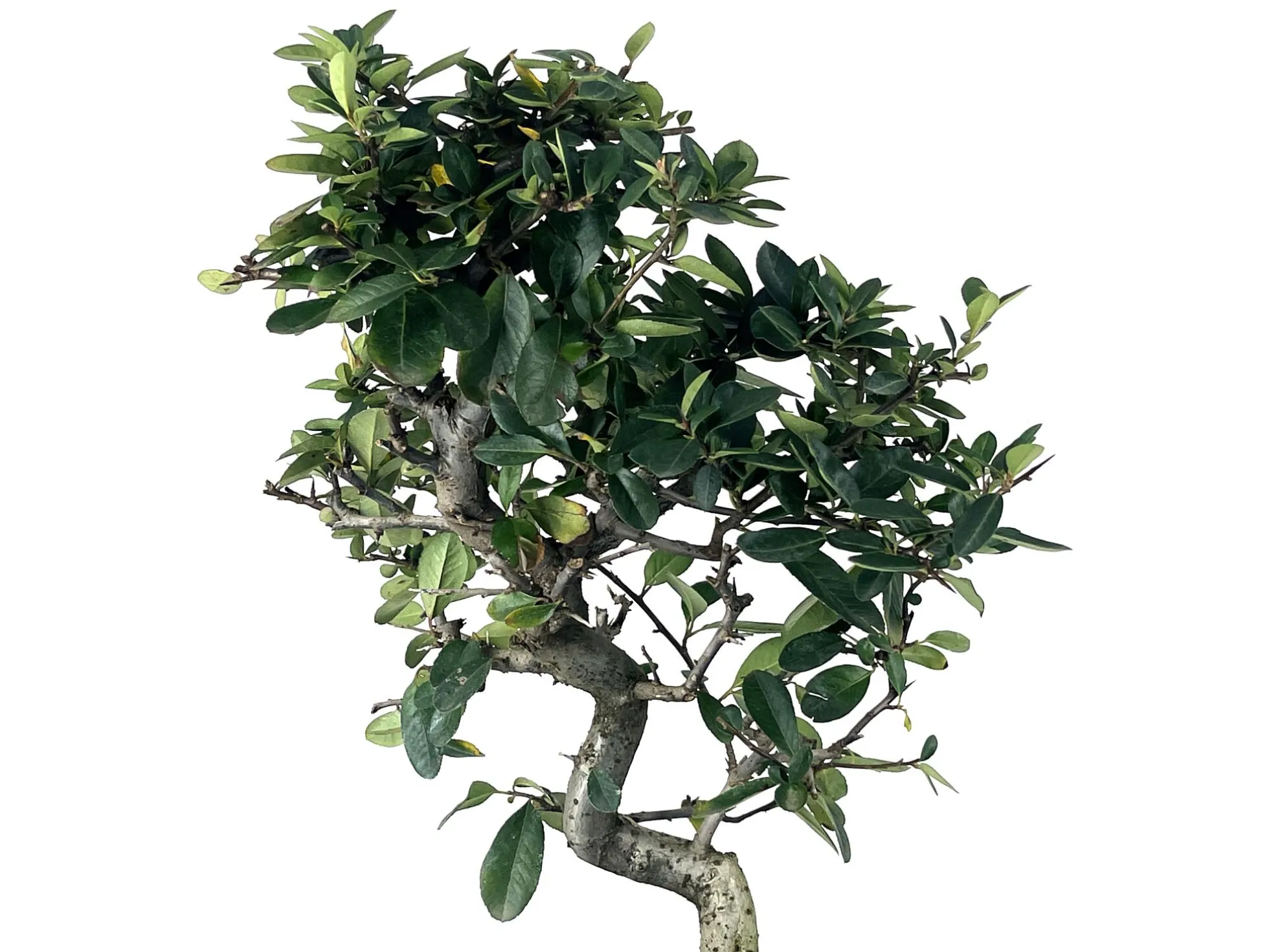 Bonsái Pyracantha – Espino De Fuego 9 Años