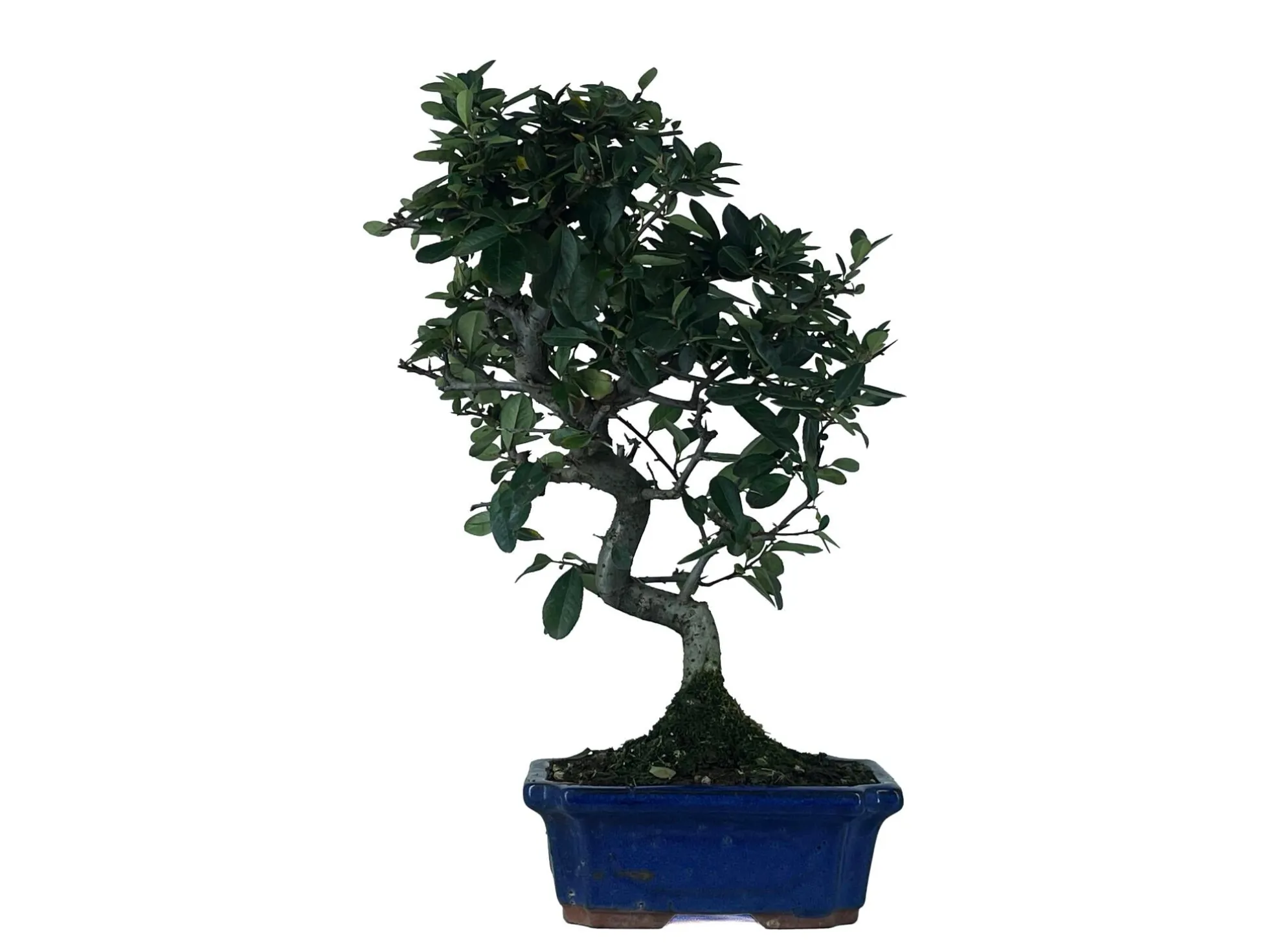 Bonsái Pyracantha – Espino De Fuego 9 Años