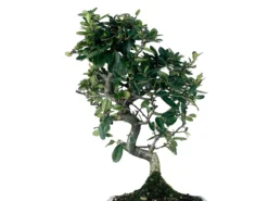Bonsái Pyracantha – Espino De Fuego 9 Años