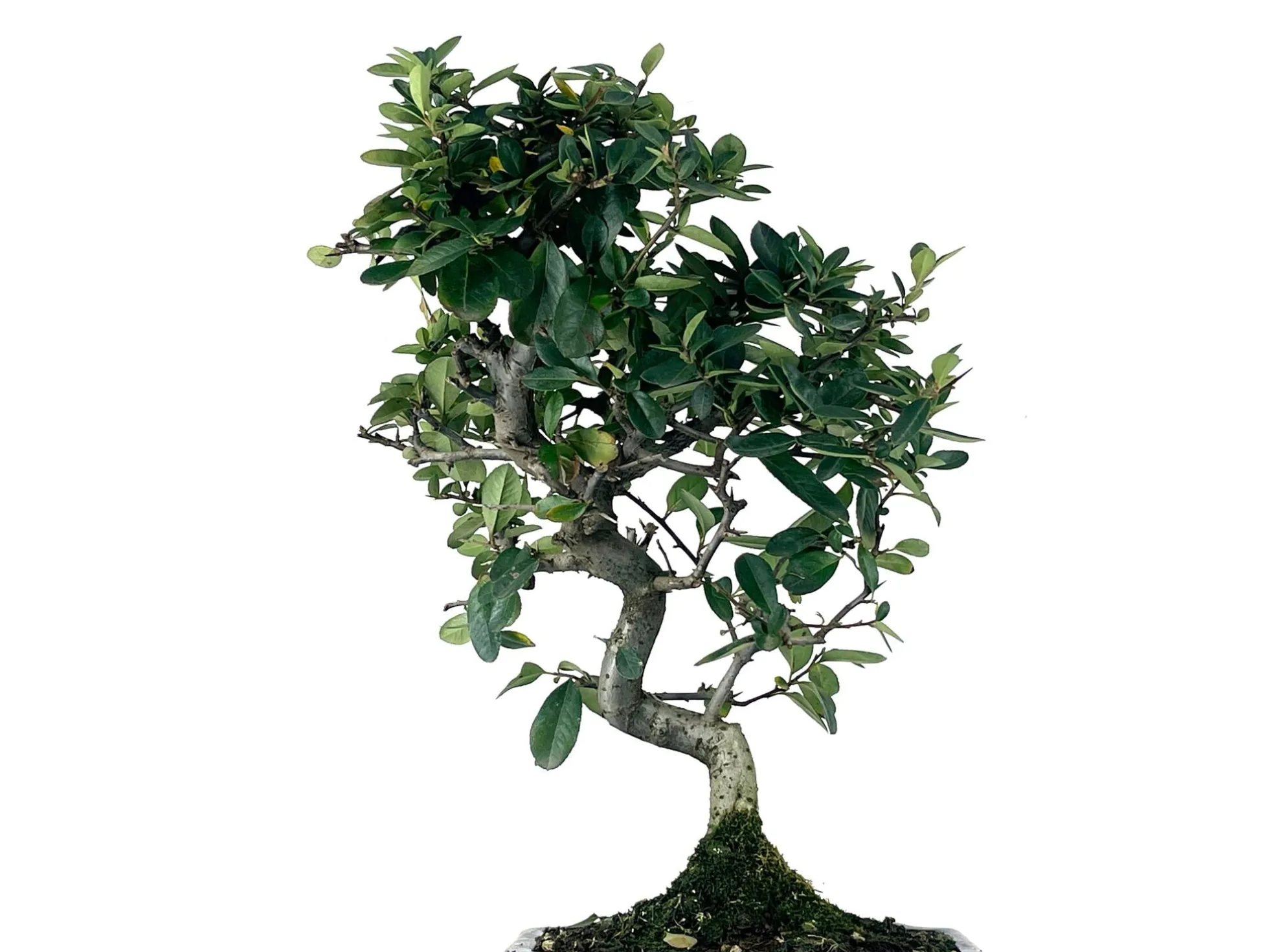 Bonsái Pyracantha – Espino De Fuego 9 Años