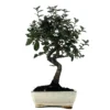 Bonsái Quercus Suber – Alcornoque 7 Años