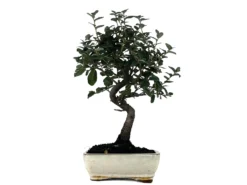 Bonsái Quercus Suber – Alcornoque 7 Años