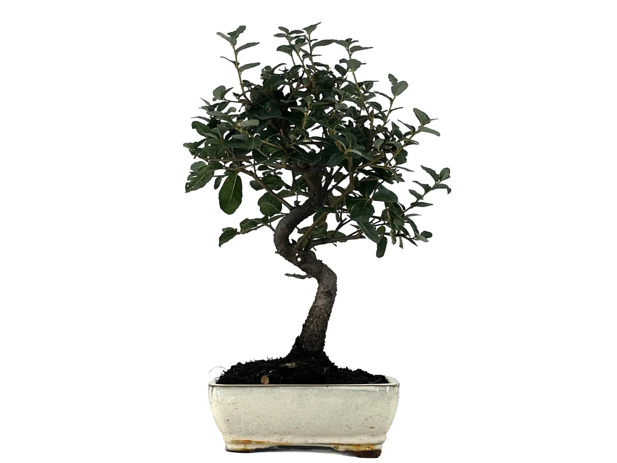 Bonsái Quercus Suber – Alcornoque 7 Años