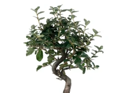 Bonsái Quercus Suber – Alcornoque 7 Años