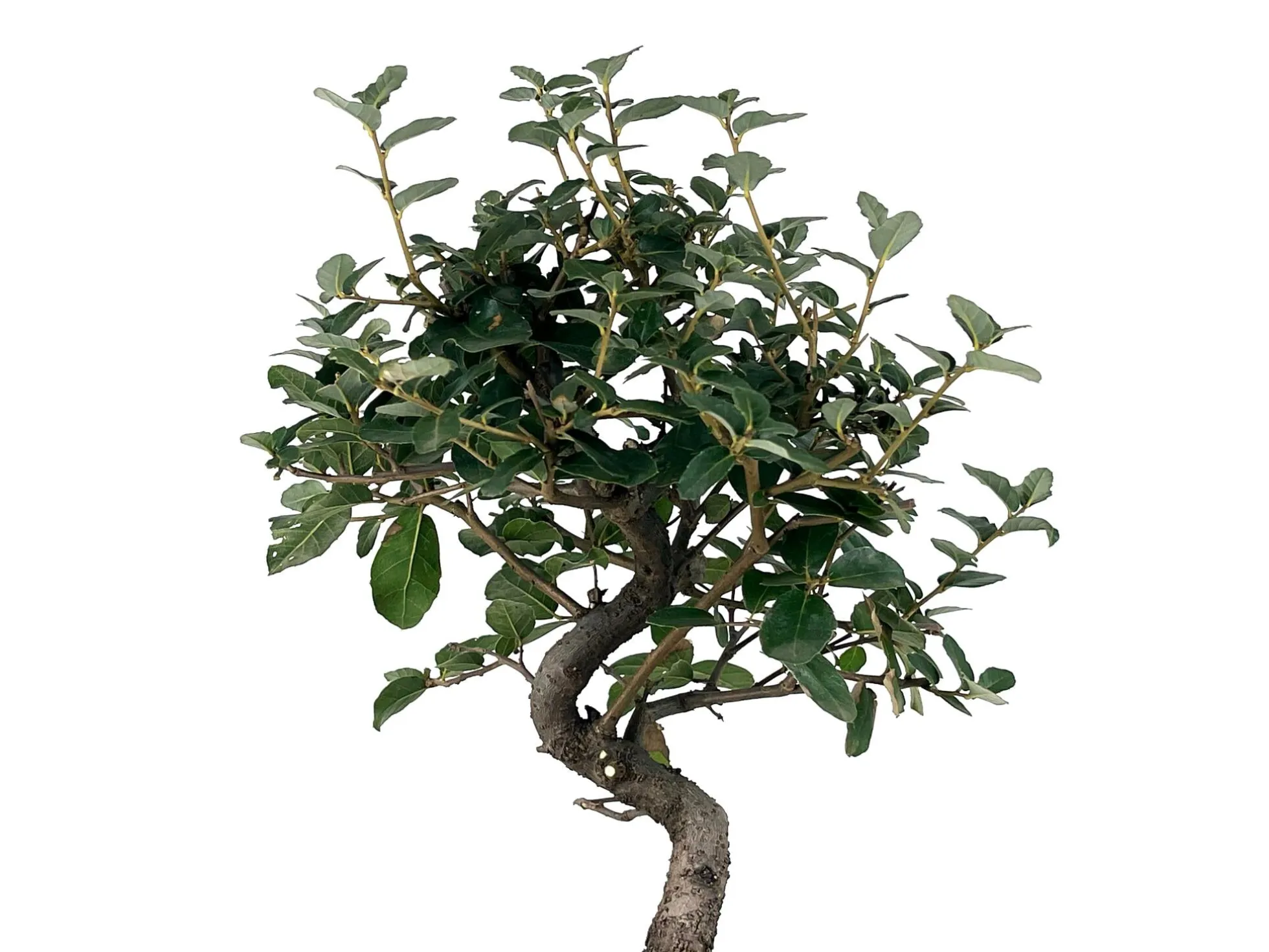 Bonsái Quercus Suber – Alcornoque 7 Años