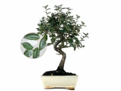 Bonsái Quercus Suber – Alcornoque 7 Años
