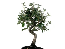Bonsái Quercus Suber – Alcornoque 7 Años