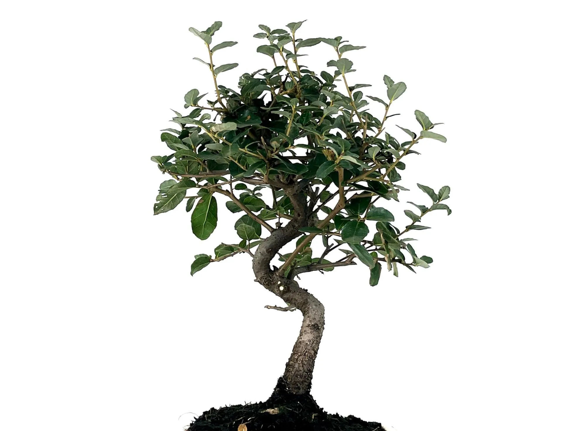 Bonsái Quercus Suber – Alcornoque 7 Años