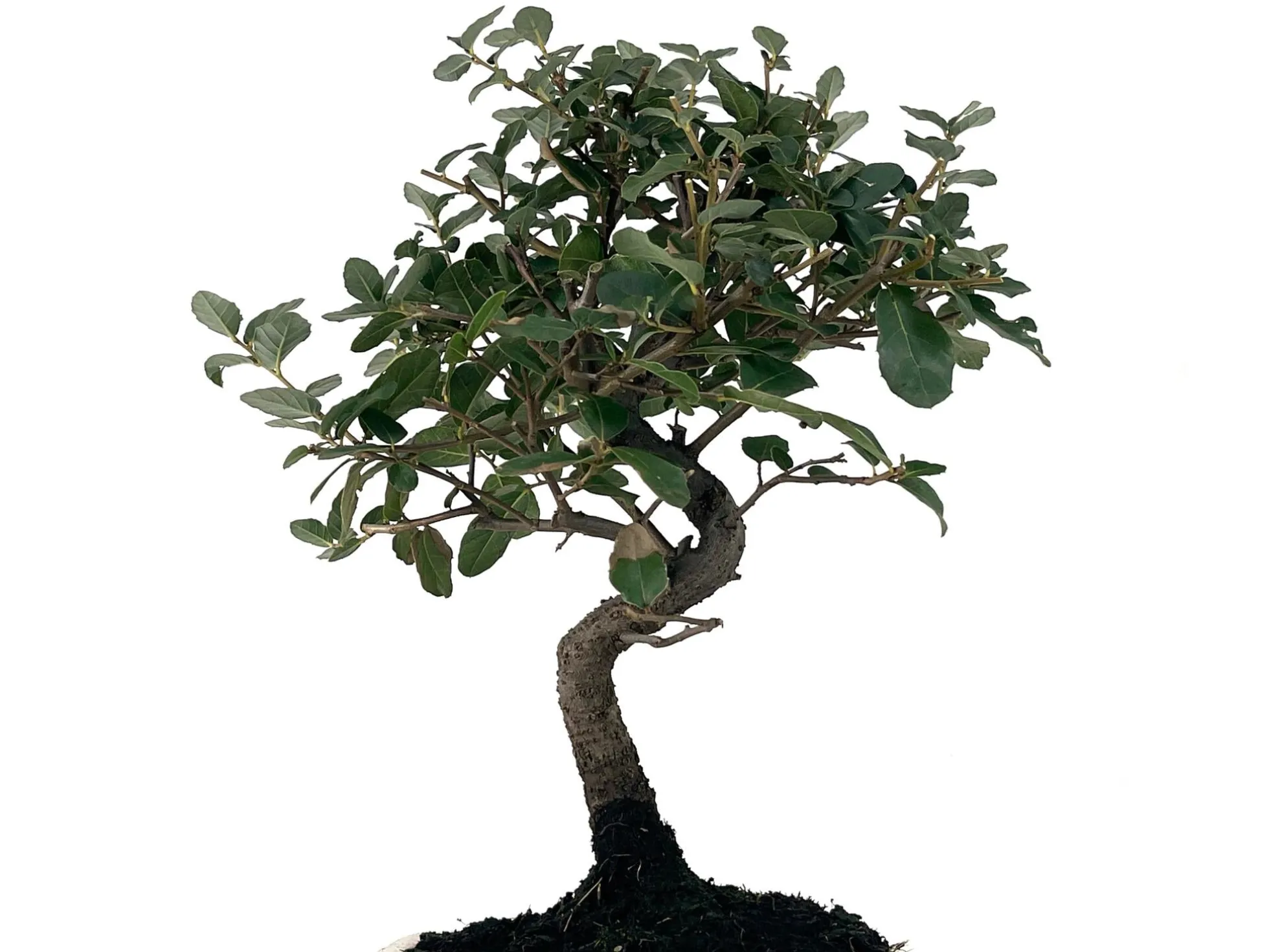 Bonsái Quercus Suber – Alcornoque 7 Años