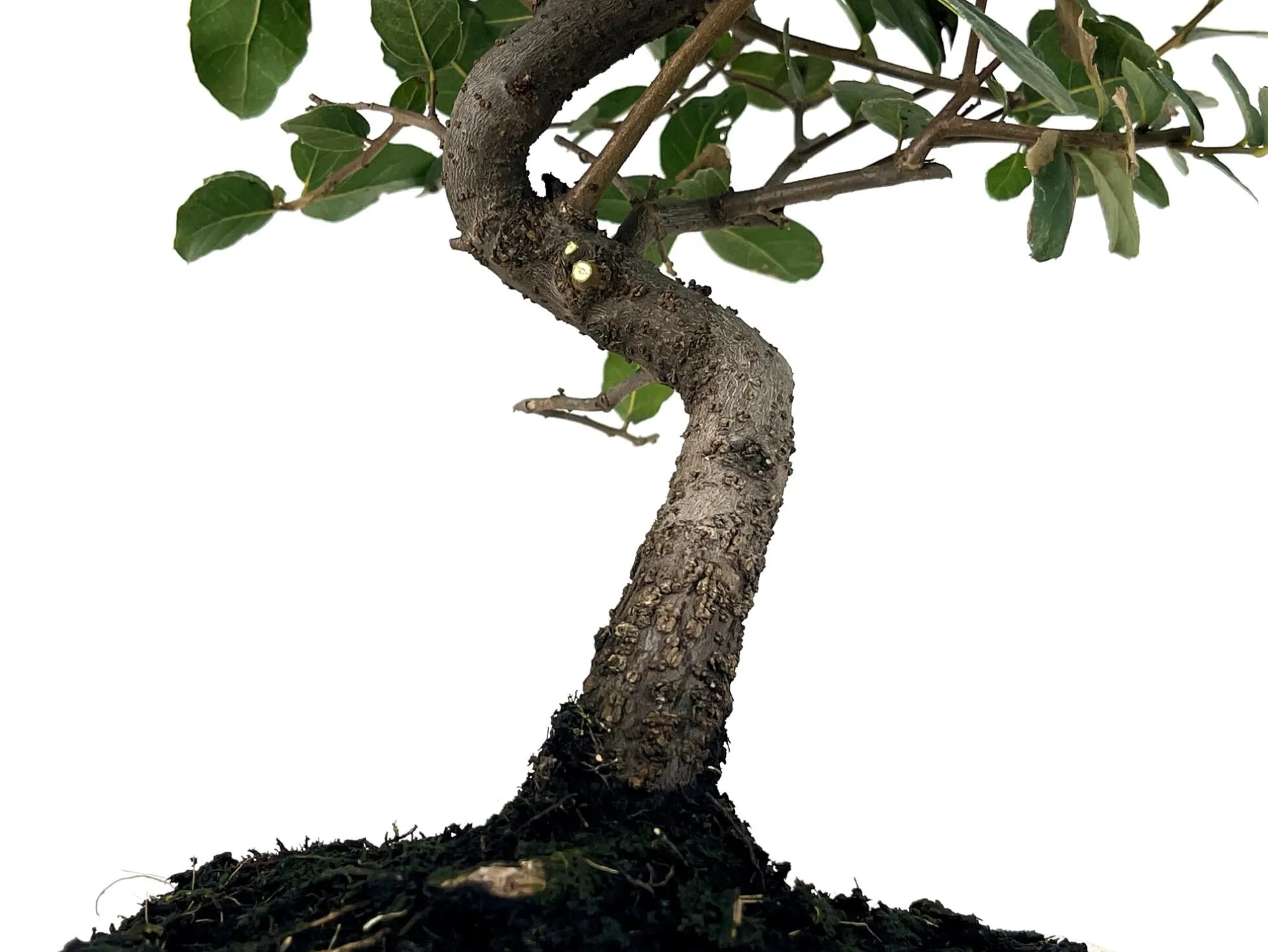 Bonsái Quercus Suber – Alcornoque 7 Años