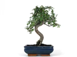 Bonsái Zelkova - Olmo Chino - 8 Años
