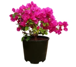 Bouganvillea Bola M35 40-60cm