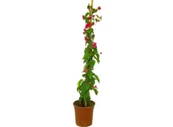 Bouganvillea Fucsia M30