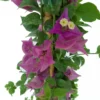 Bouganvillea Trepadora M20 120-150 Cm