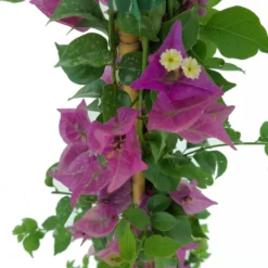 Bouganvillea Trepadora M20 120-150 Cm