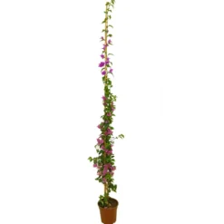 Bouganvillea Trepadora M20 120-150 Cm