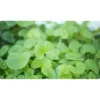 Brahmi Gotu Kola Organic India 90 caps