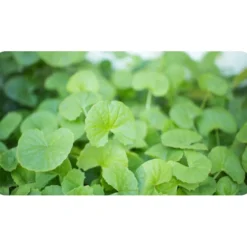 Brahmi Gotu Kola Organic India 90 caps