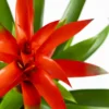 Bromelia O Guzmanía
