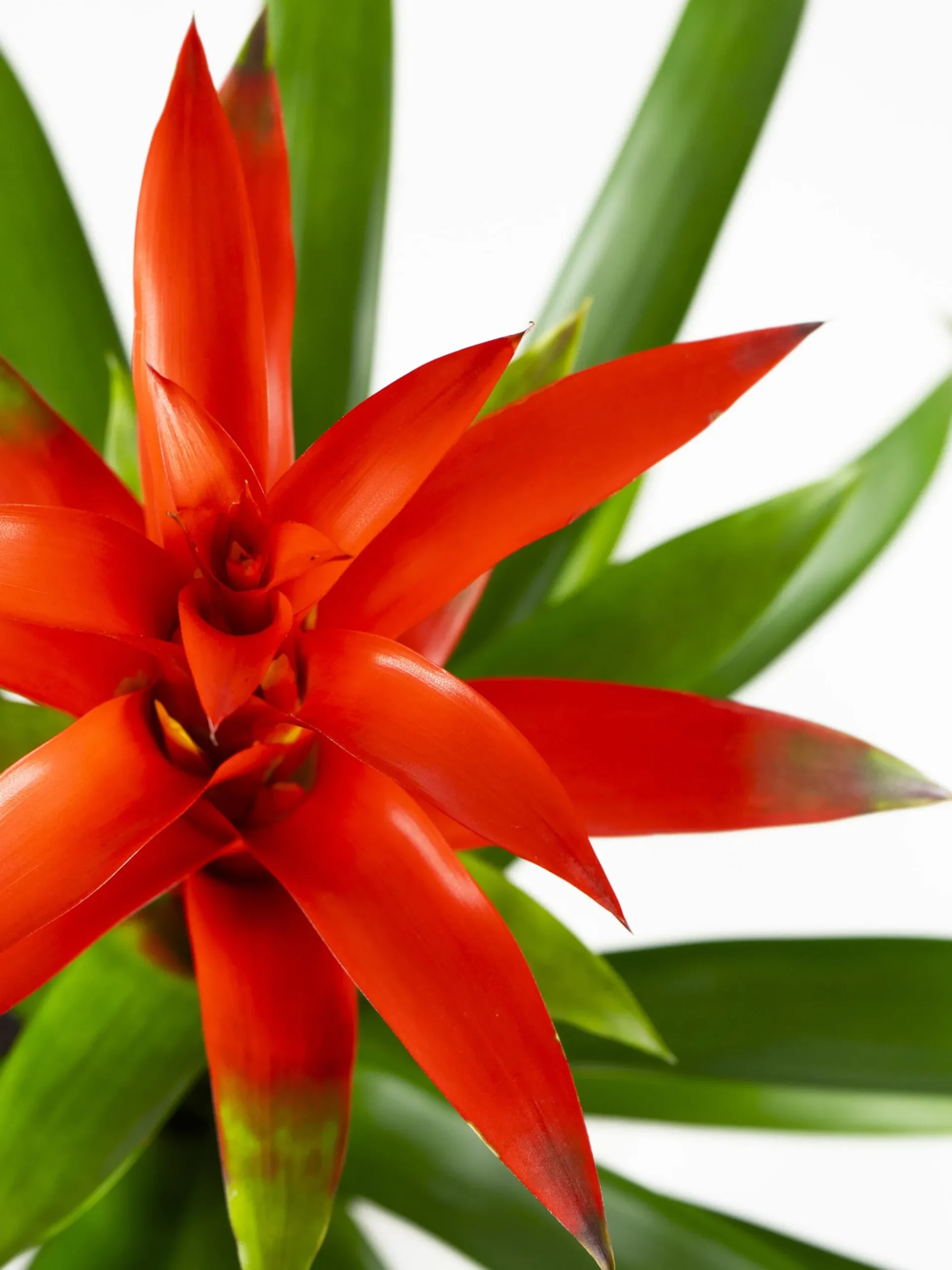 Bromelia O Guzmanía