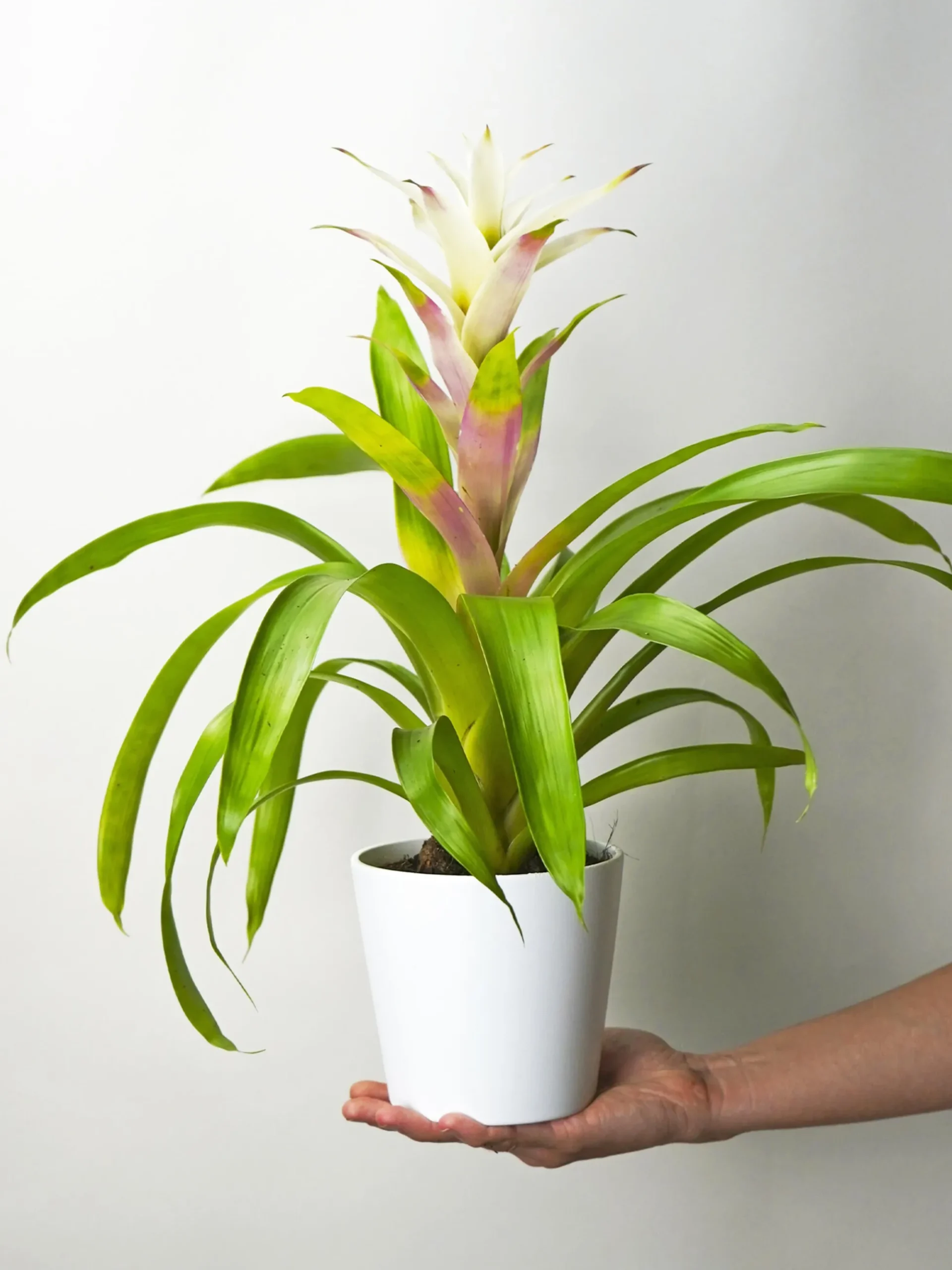 Bromelia O Guzmanía