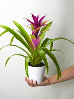 Bromelia O Guzmanía