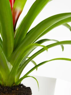 Bromelia O Guzmanía