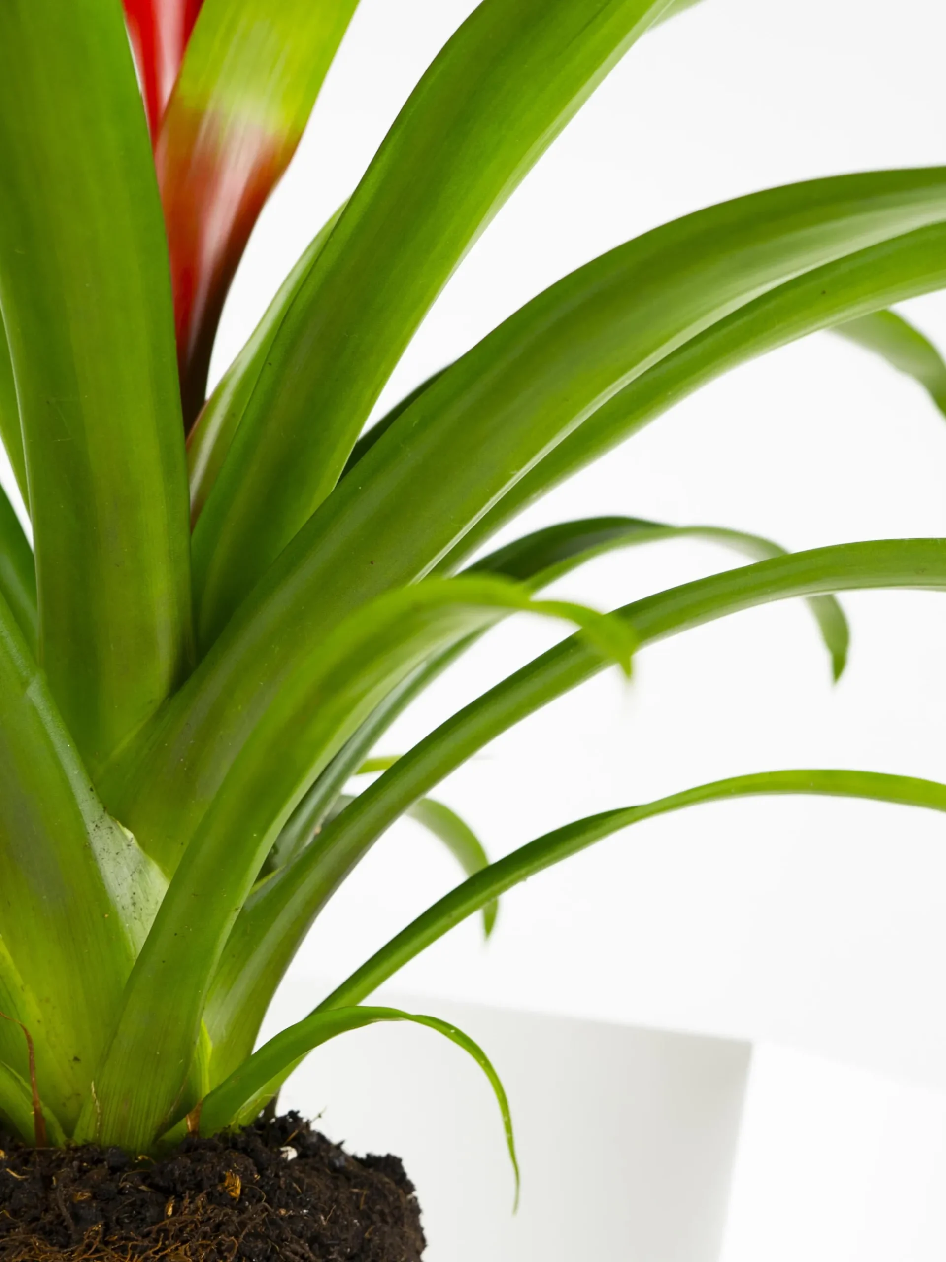 Bromelia O Guzmanía
