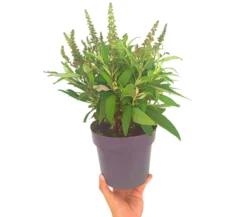 Buddleja Davidii M17