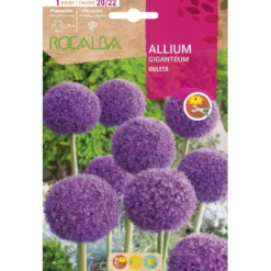 Bulbo Allium Giganteum violeta 10 uds Rocalba