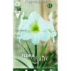 Bulbo Amarilis blanco 1 ud