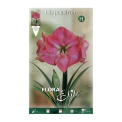 Bulbo Amarillis rosa 1 ud