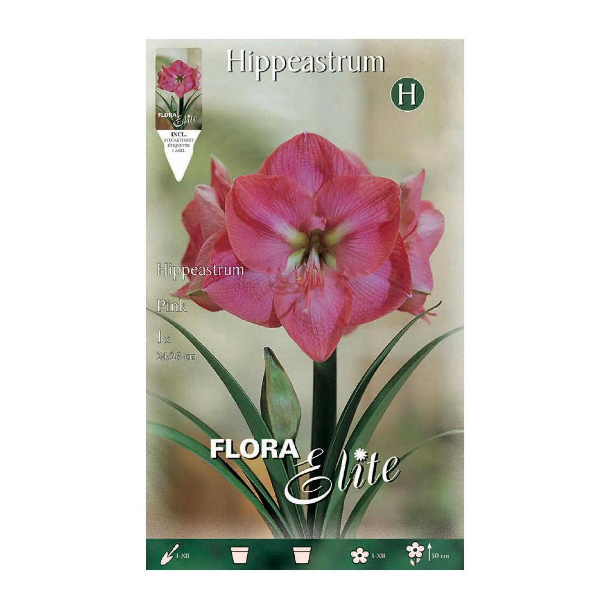 Bulbo Amarillis rosa 1 ud
