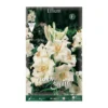 Bulbo Azucena Lilium candicum 1 ud