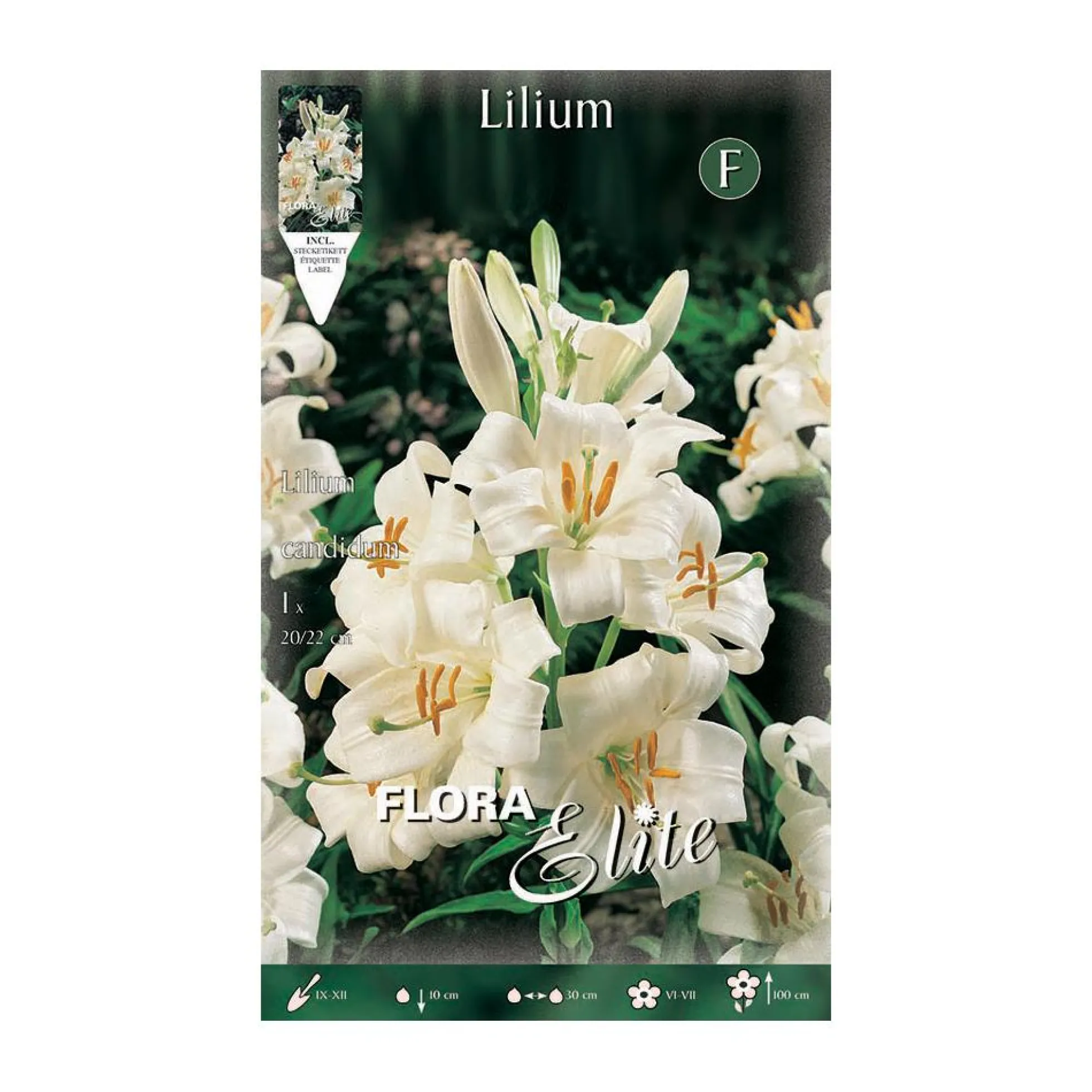 Bulbo Azucena Lilium candicum 1 ud