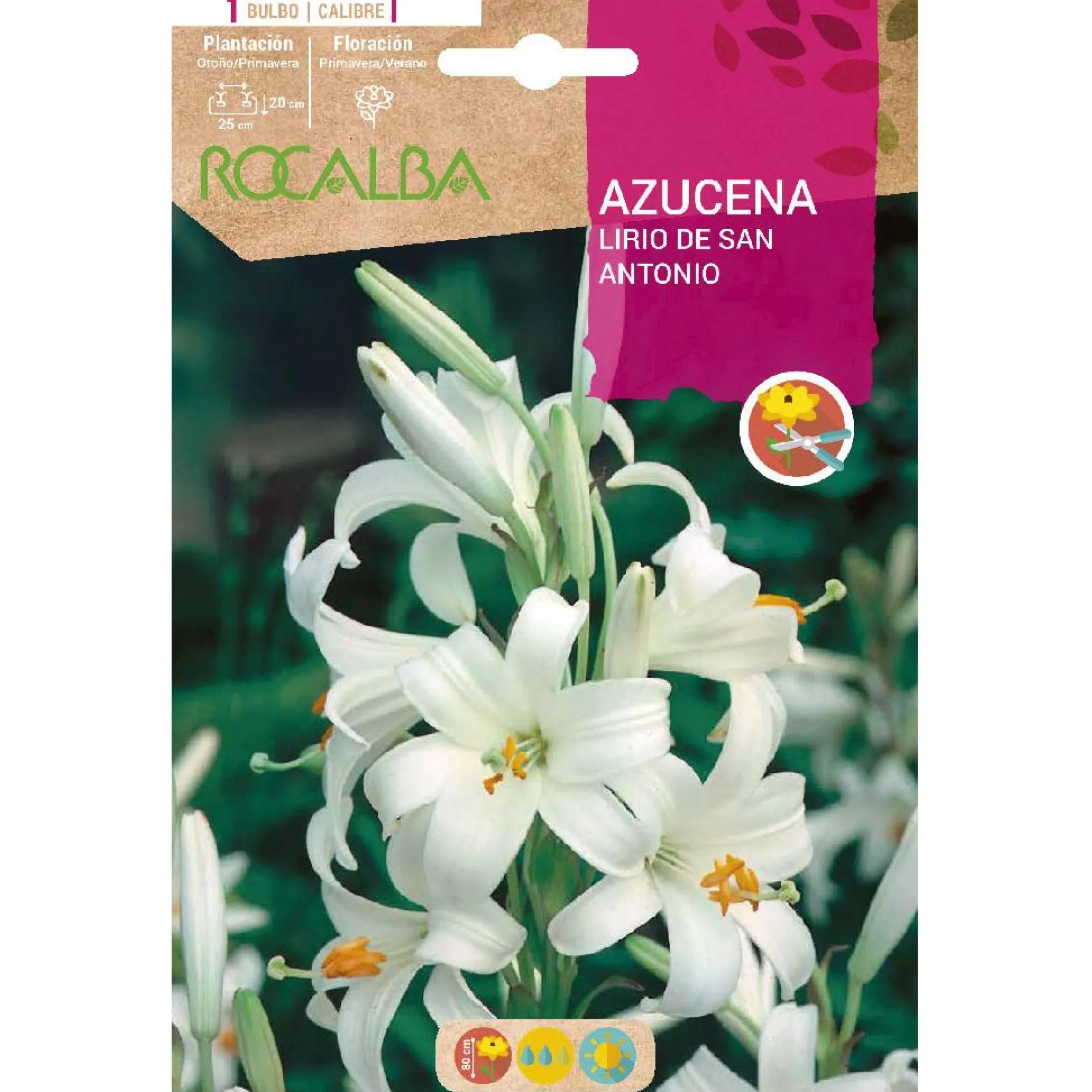 Bulbo Azucena Lirio de San Antonio 1 ud Rocalba