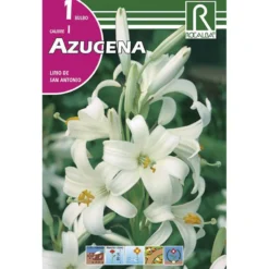 Bulbo Azucena 1ud