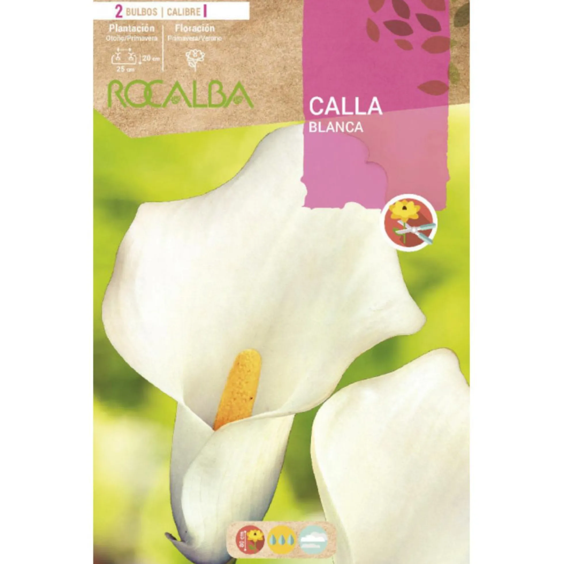 Bulbo Calla blanca 2 uds Rocalba