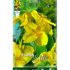 Bulbo Canna amarilla hoja oscura 1 ud