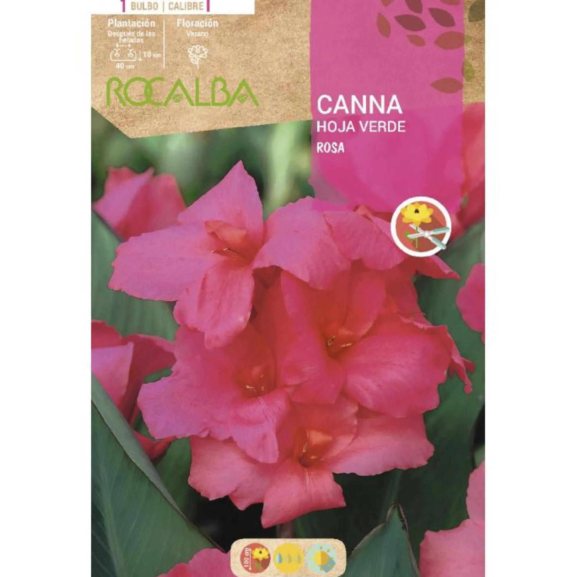 Bulbo Canna rosa hoja verde rosa 1 unidad
