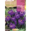 Bulbo Crocus Flower Record púrpura 10 uds Rocalba