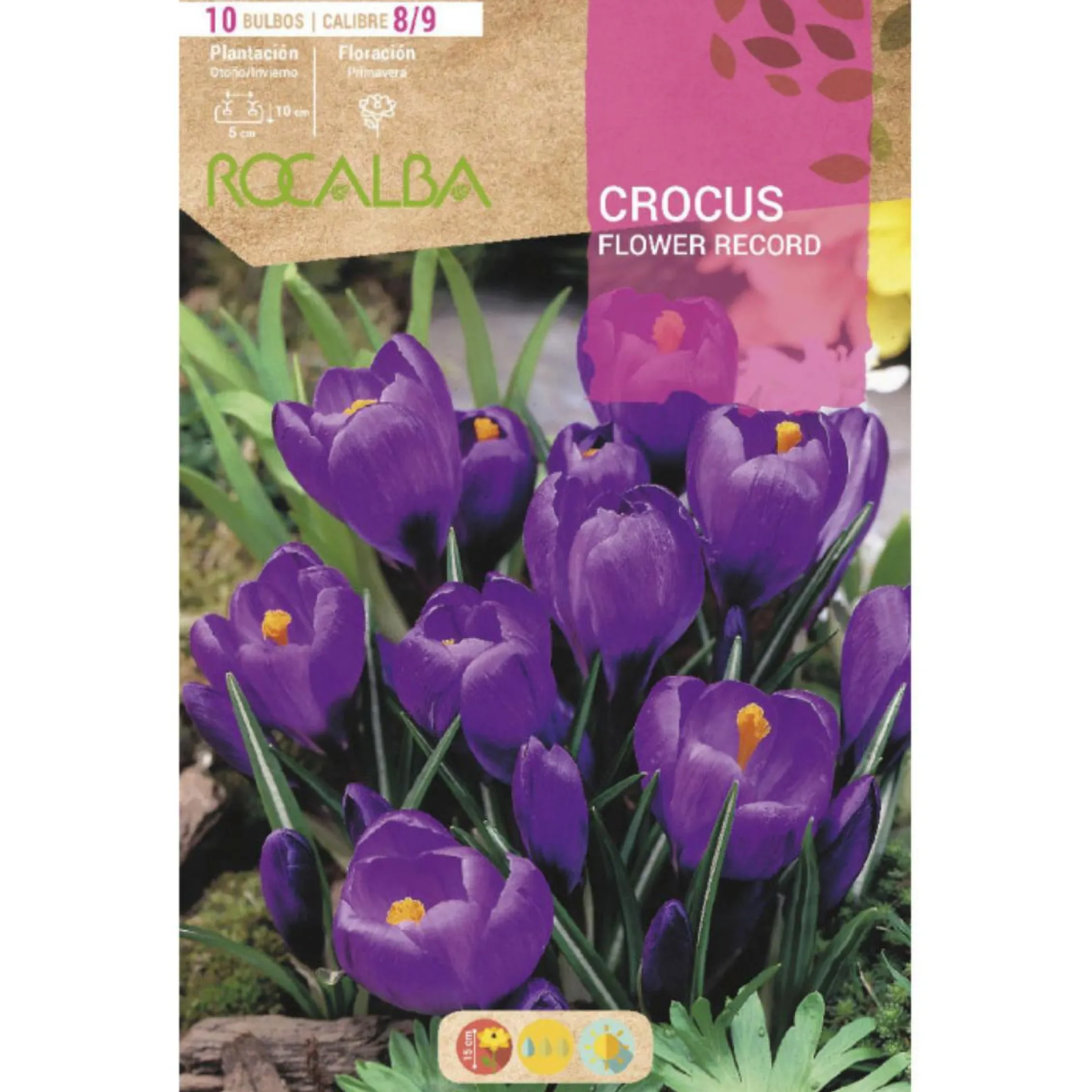 Bulbo Crocus Flower Record púrpura 10 uds Rocalba