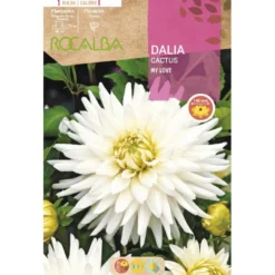 Bulbo Dalia Cactus My Love blanca 1 unidad (I)