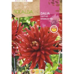 Bulbo Dalia cactus rojo escarlata 1 unidad