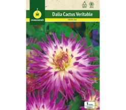 Bulbo Dalia Cactus Veritable