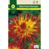 Bulbo Dalia Cactus Wuurvogel