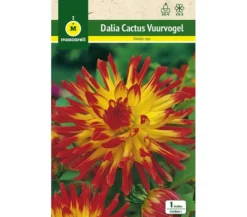 Bulbo Dalia Cactus Wuurvogel